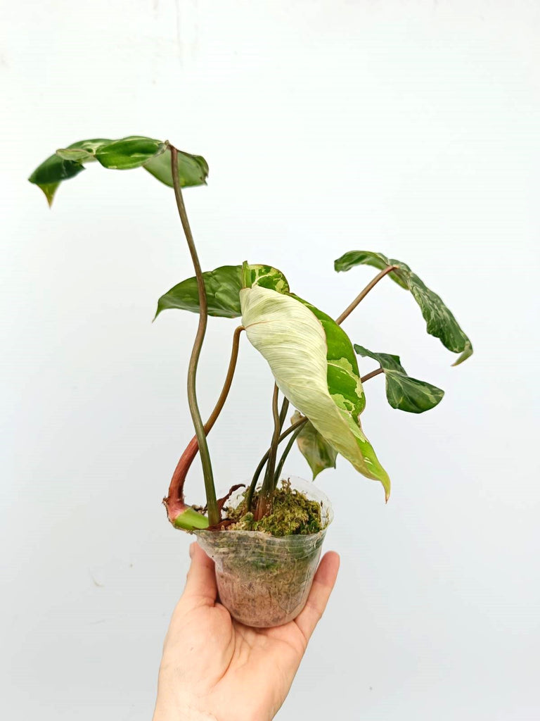 Philodendron gloriosum variegata