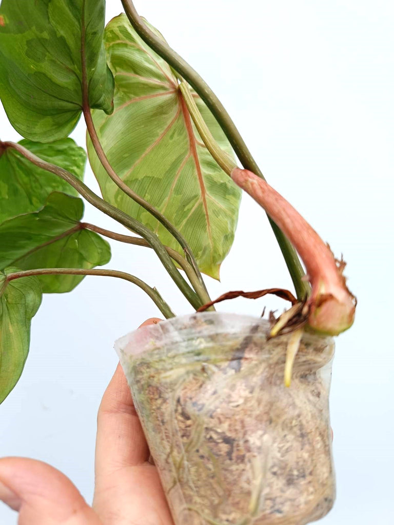 Philodendron gloriosum variegata