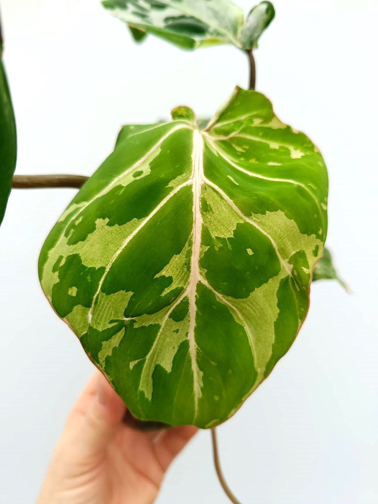 Philodendron gloriosum variegata