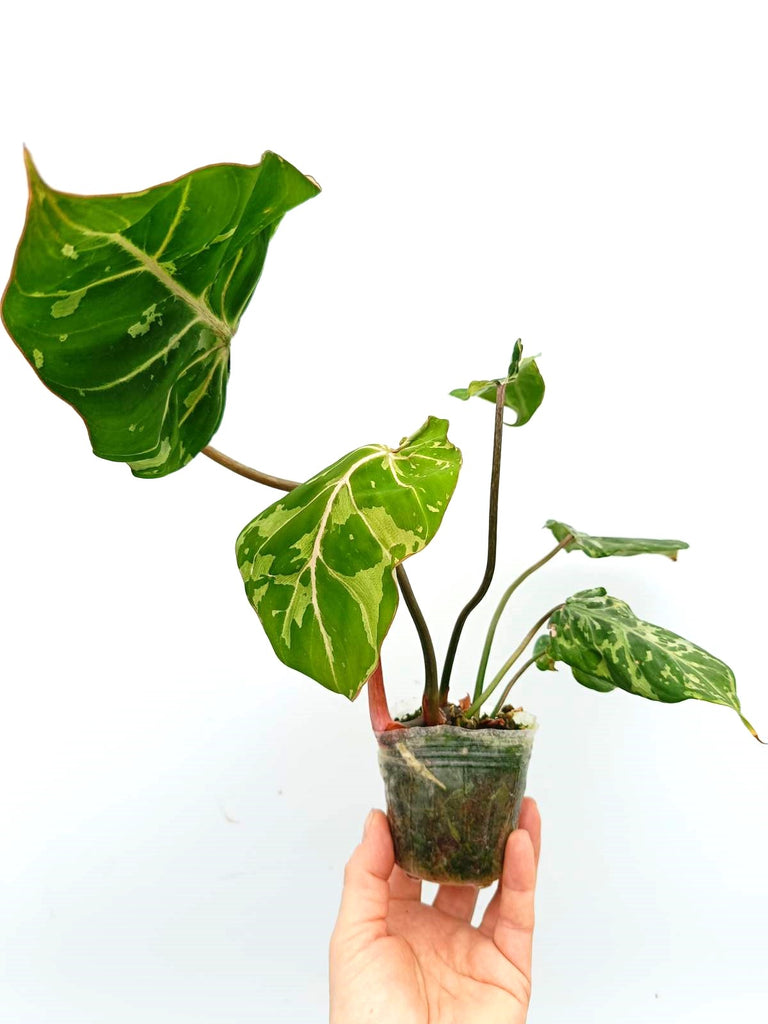 Philodendron gloriosum variegata