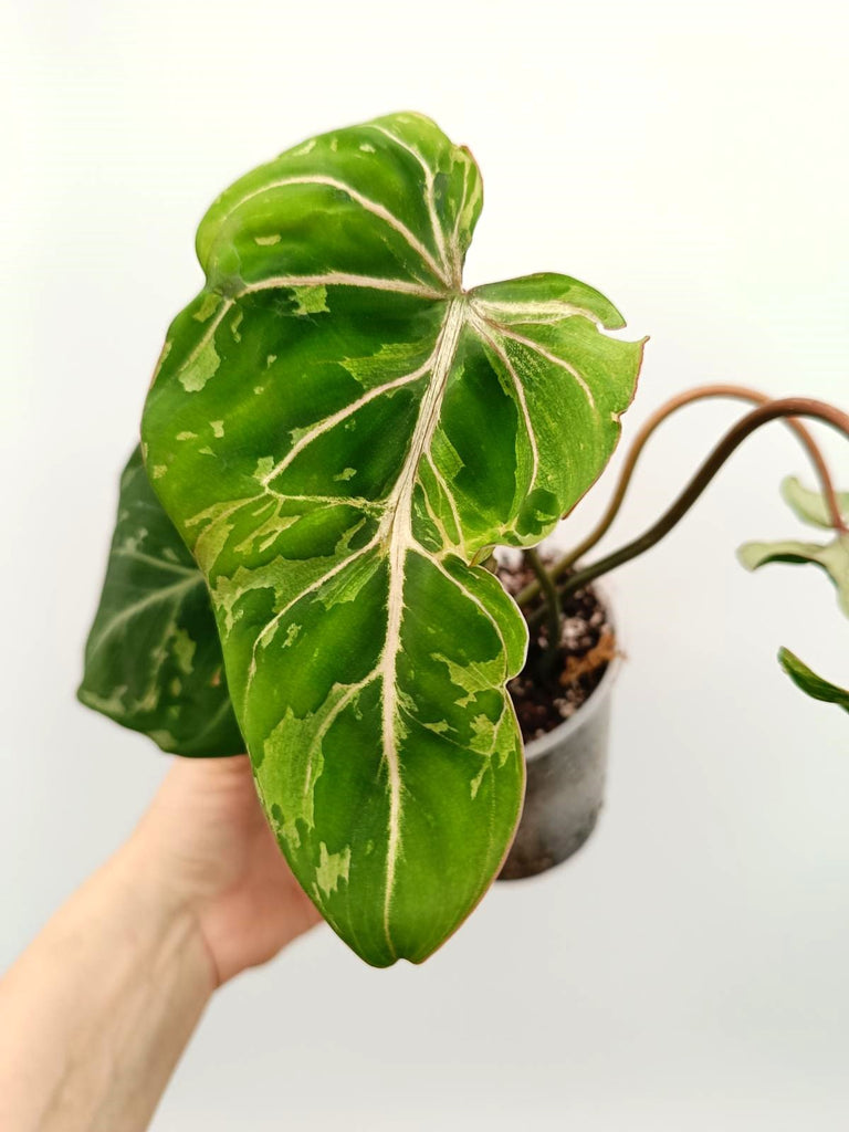 Philodendron gloriosum variegata