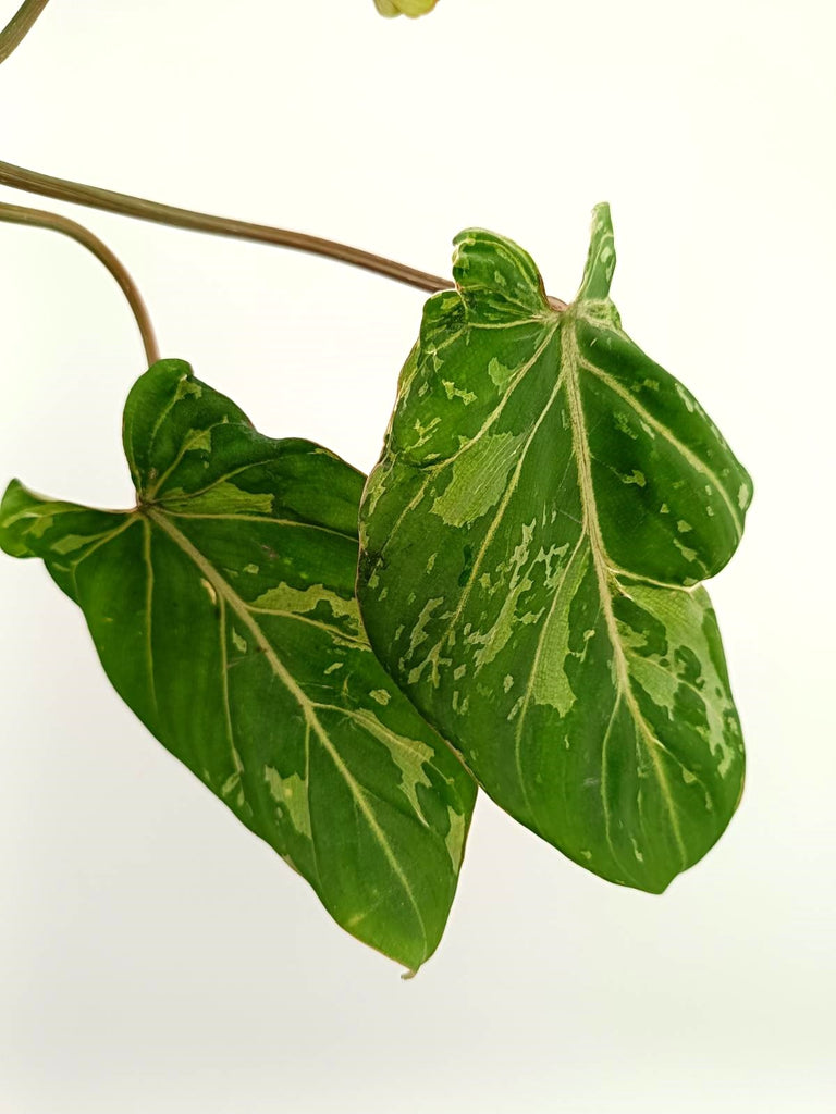 Philodendron gloriosum variegata