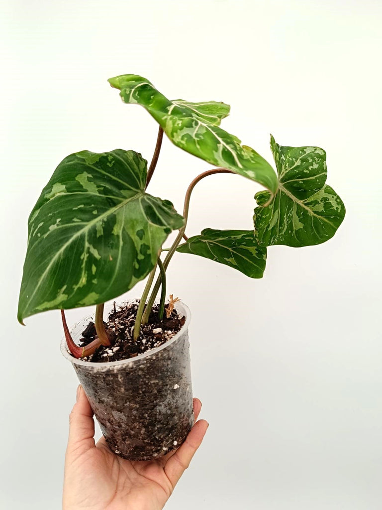 Philodendron gloriosum variegata