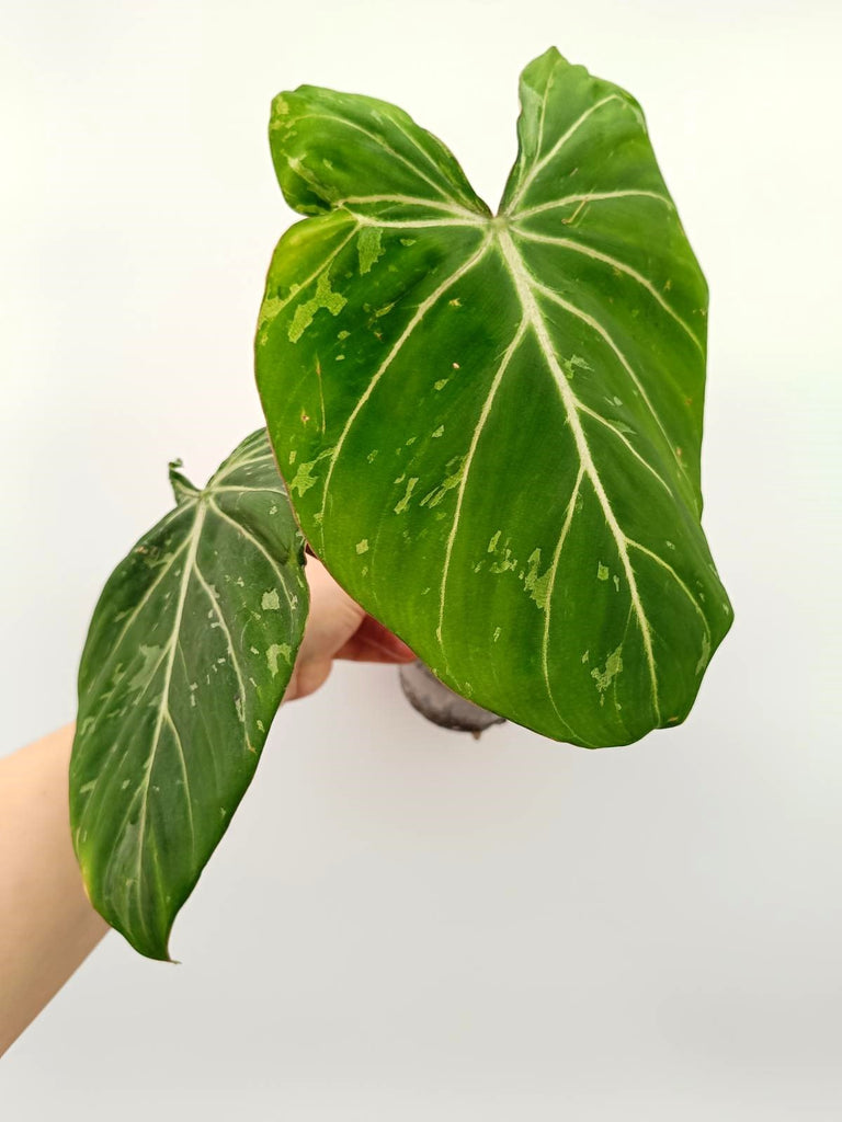 Philodendron gloriosum variegata