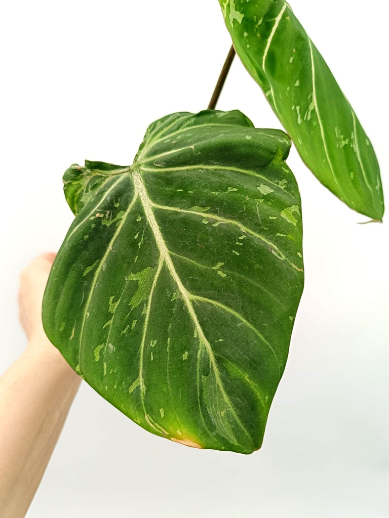 Philodendron gloriosum variegata