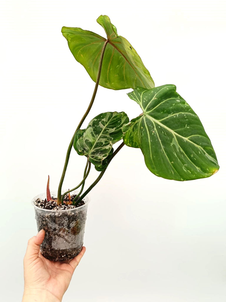 Philodendron gloriosum variegata