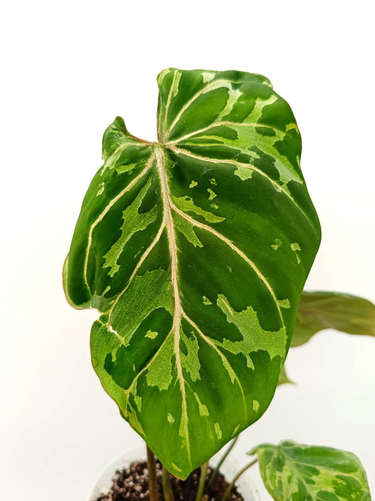 Philodendron gloriosum variegata