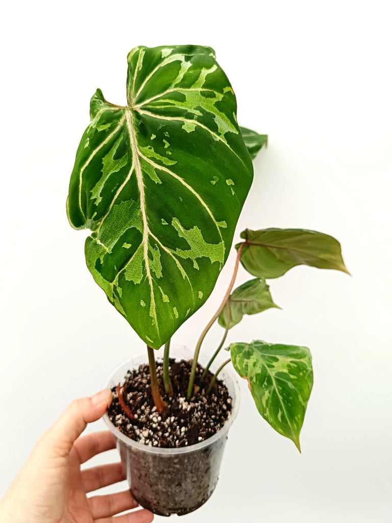 Philodendron gloriosum variegata