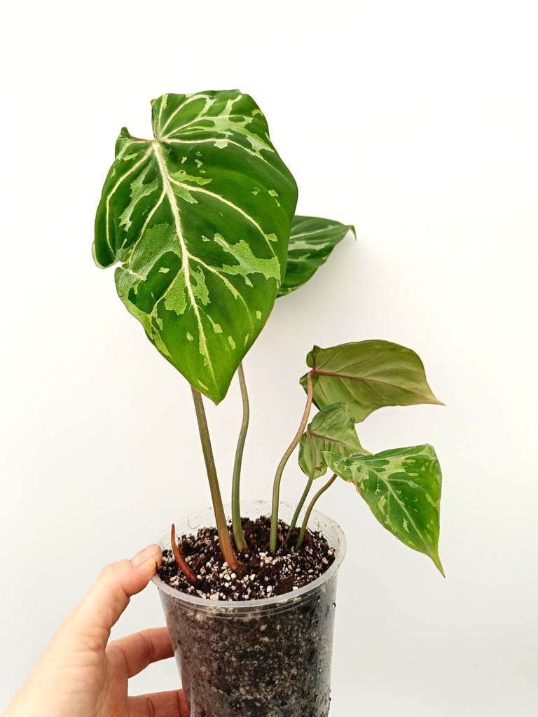 Philodendron gloriosum variegata