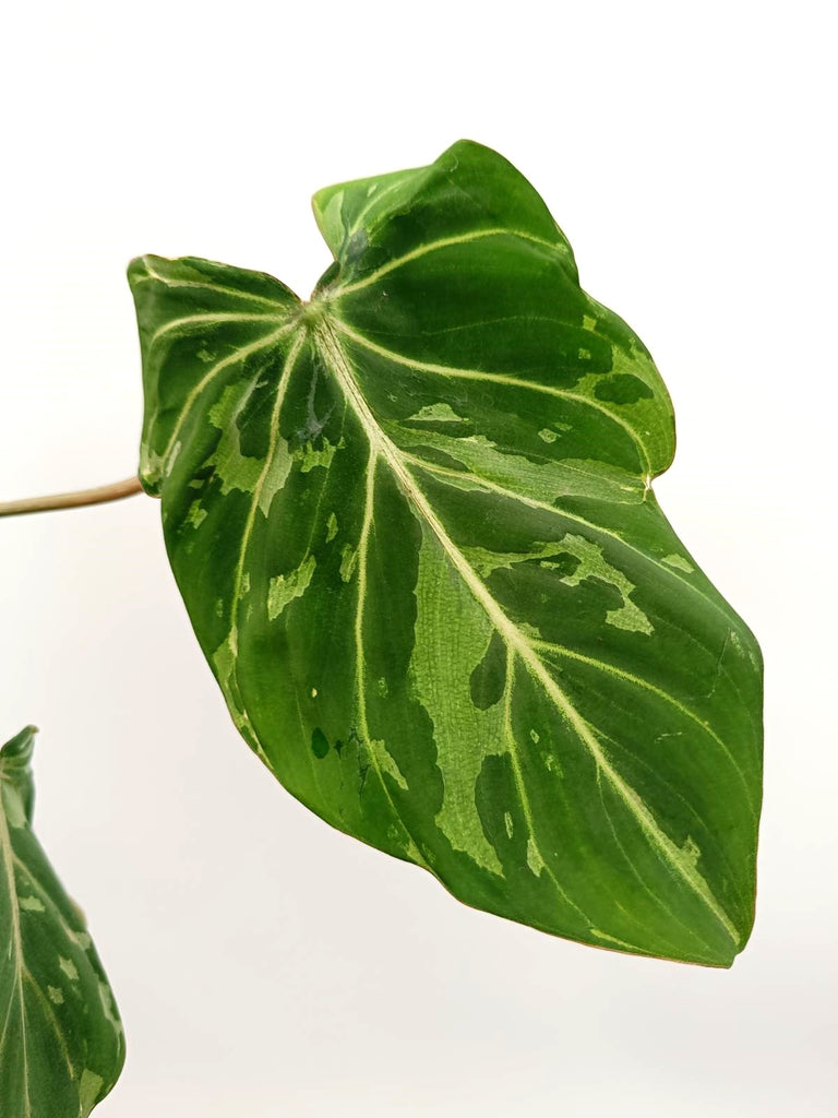 Philodendron gloriosum variegata