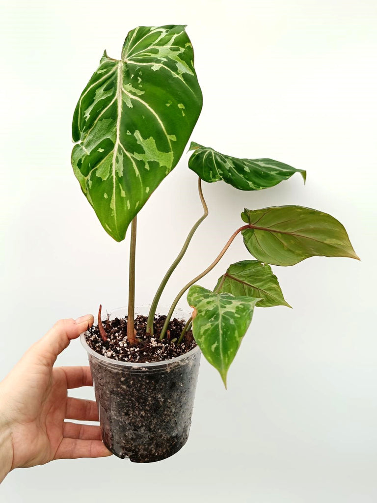 Philodendron gloriosum variegata