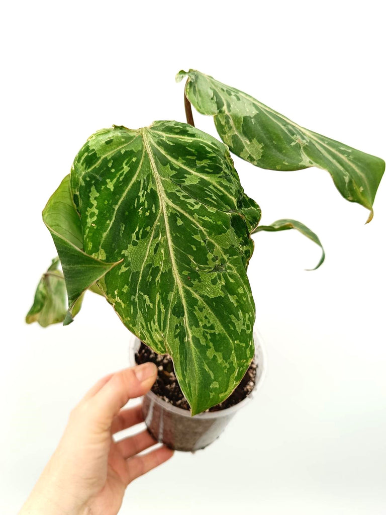 Philodendron gloriosum variegata