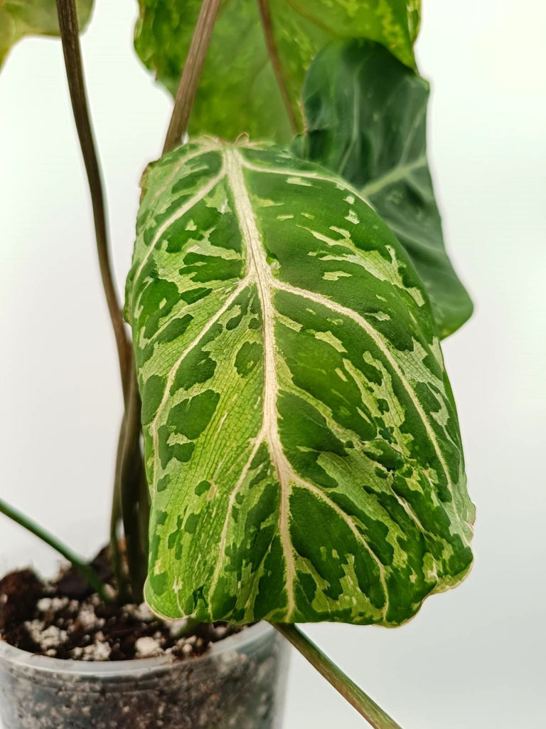 Philodendron gloriosum variegata