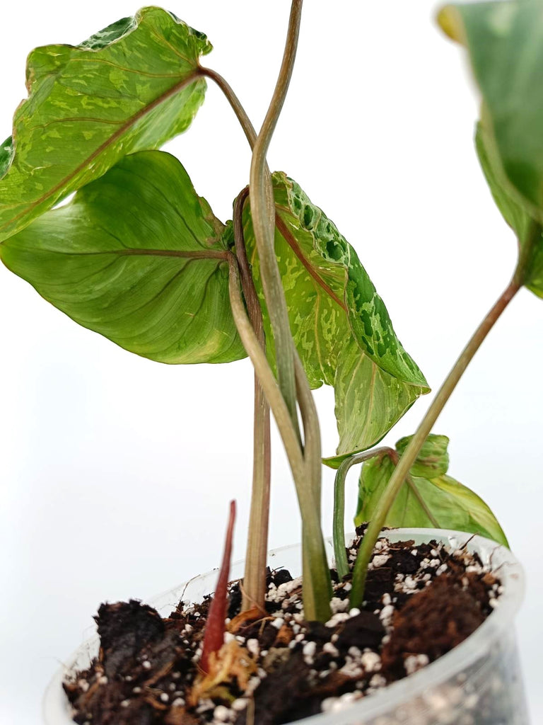 Philodendron gloriosum variegata