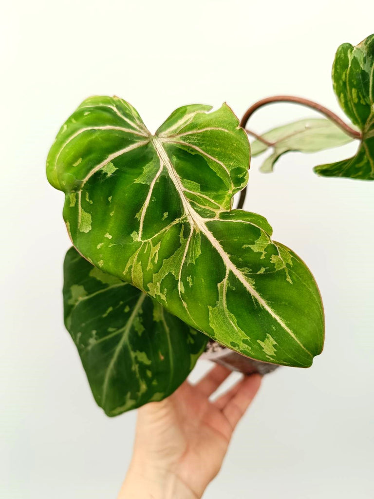 Philodendron gloriosum variegata