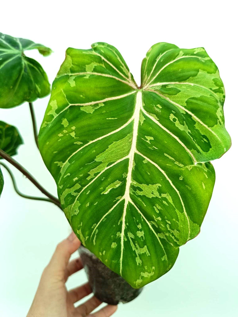 Philodendron gloriosum variegata