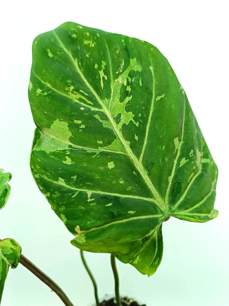 Philodendron gloriosum variegata