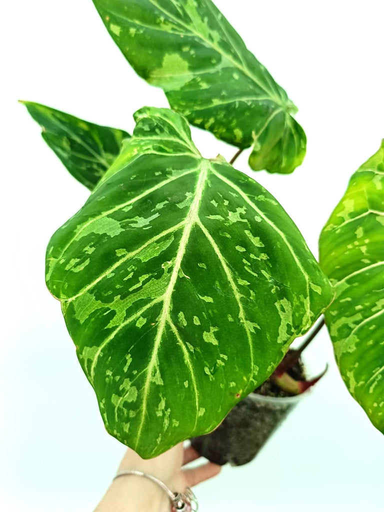 Philodendron gloriosum variegata