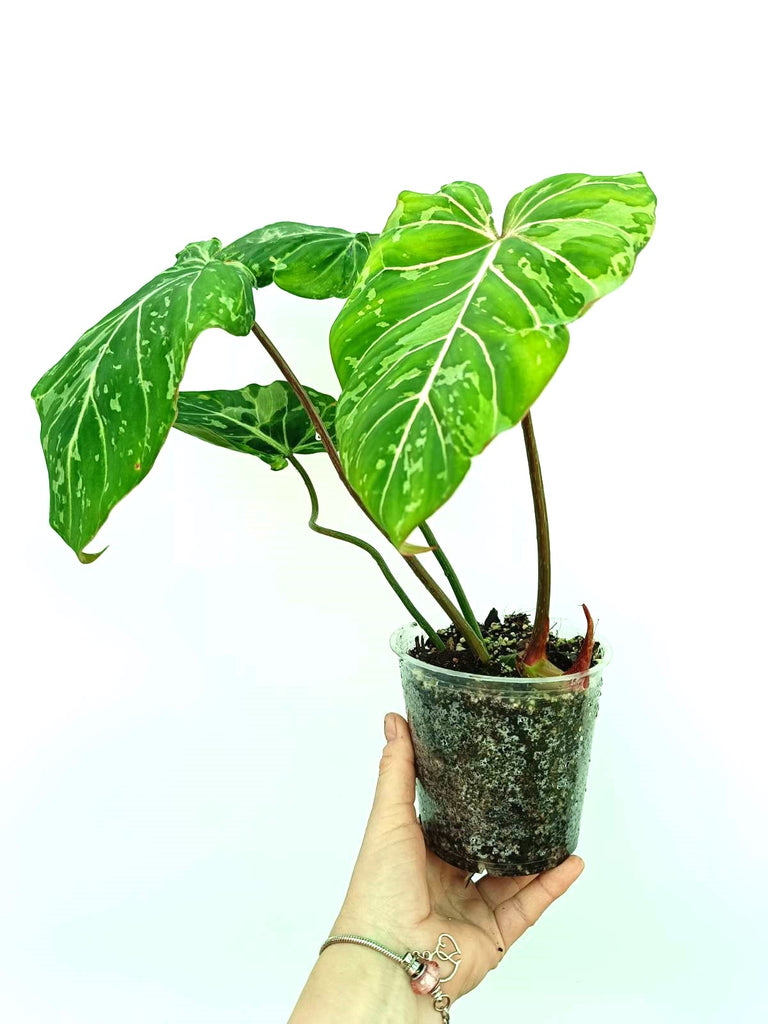 Philodendron gloriosum variegata