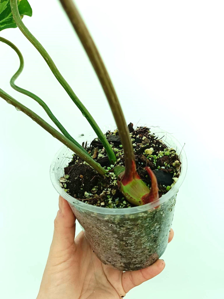 Philodendron gloriosum variegata