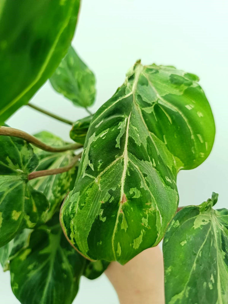 Philodendron gloriosum variegata