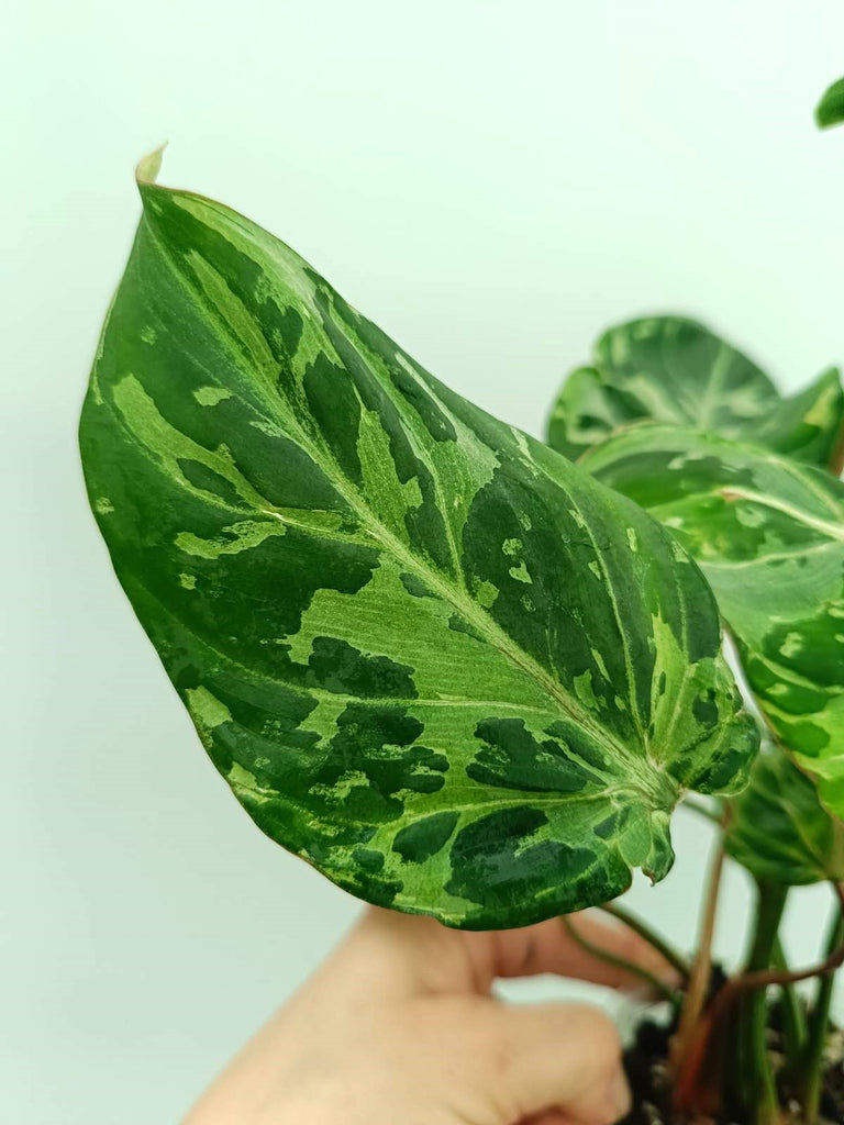 Philodendron gloriosum variegata