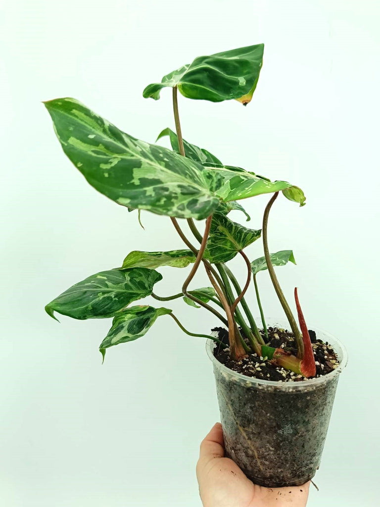 Philodendron gloriosum variegata