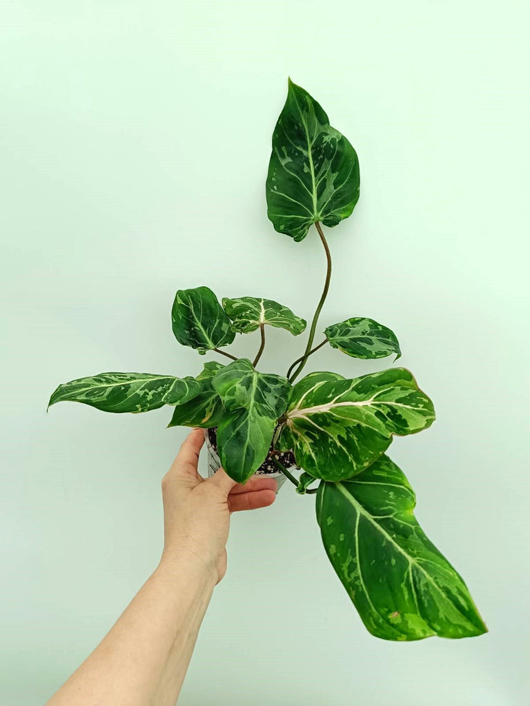 Philodendron gloriosum variegata