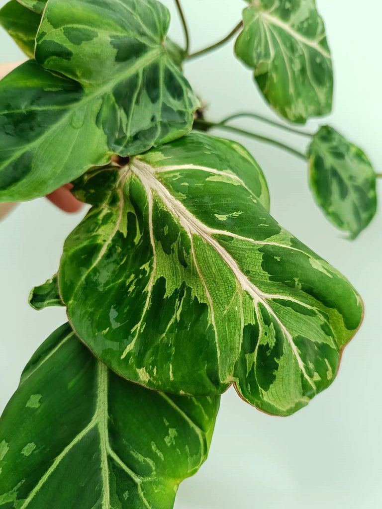 Philodendron gloriosum variegata