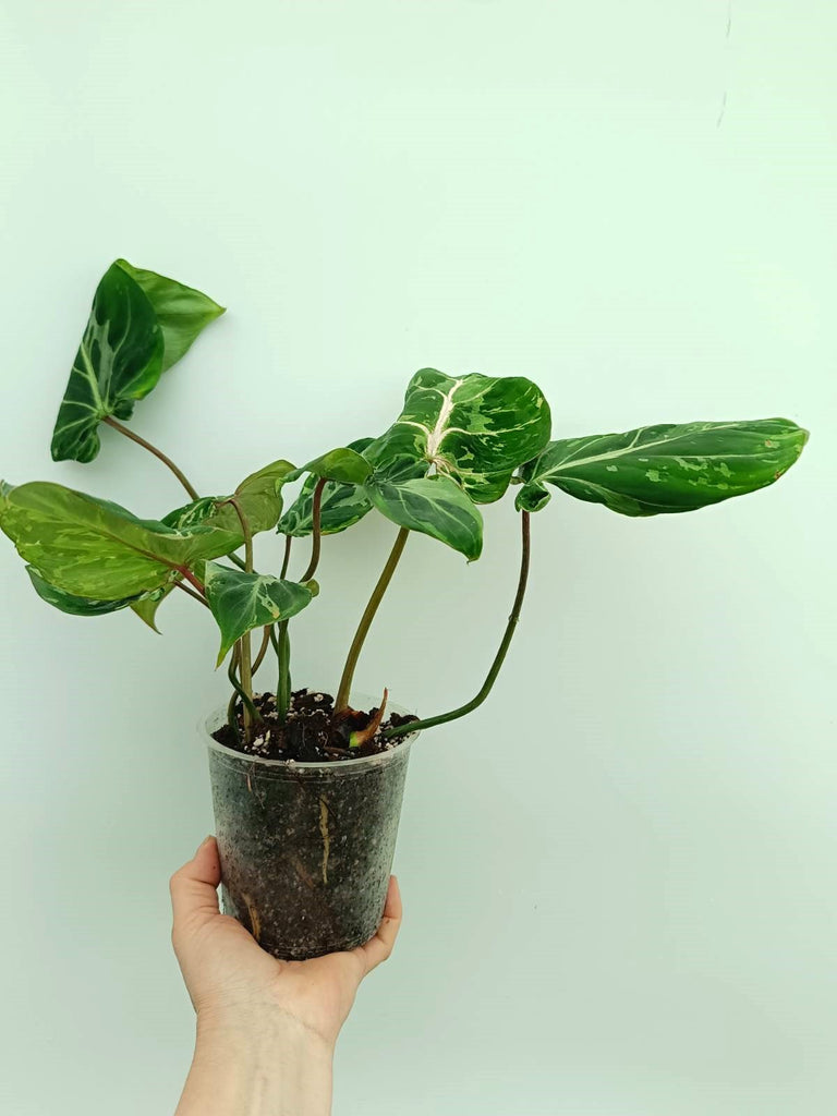 Philodendron gloriosum variegata