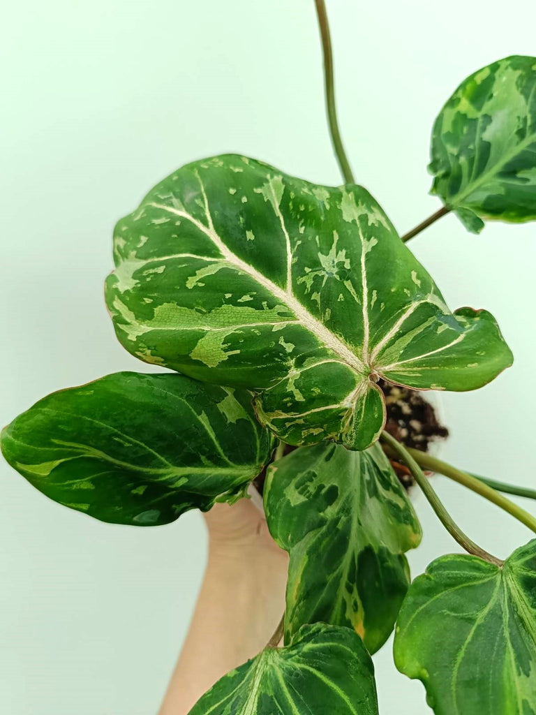 Philodendron gloriosum variegata