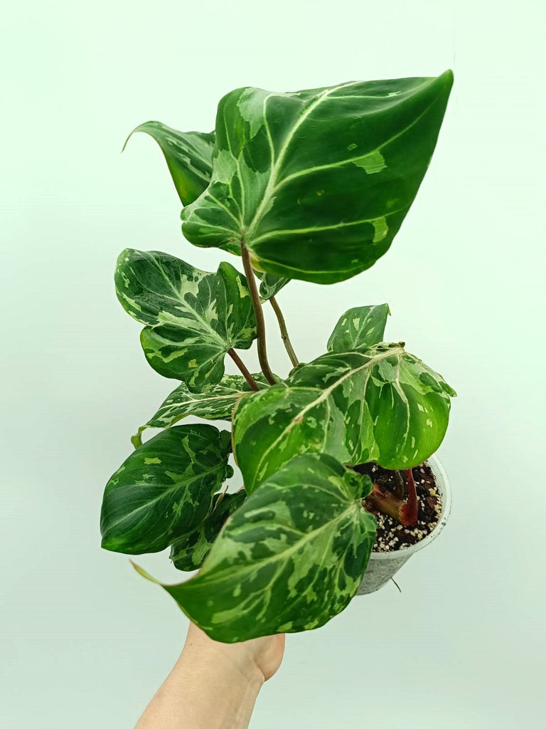 Philodendron gloriosum variegata