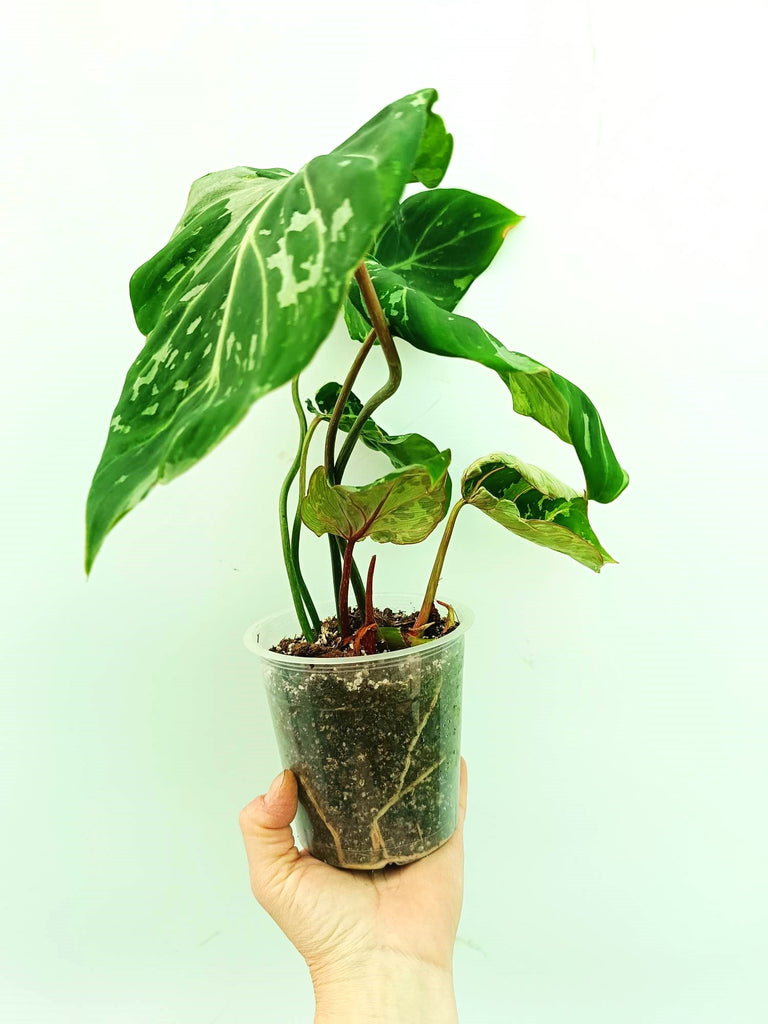 Philodendron gloriosum variegata