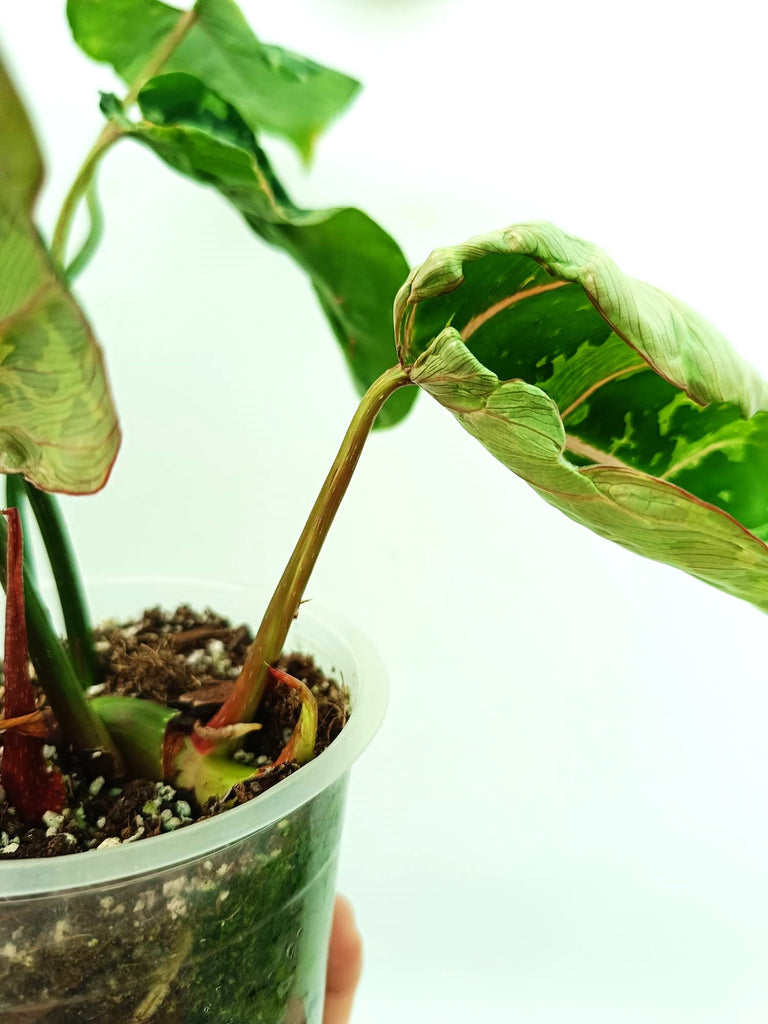 Philodendron gloriosum variegata