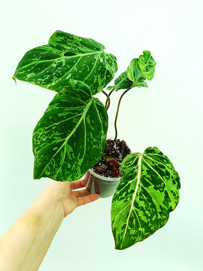 Philodendron gloriosum variegata