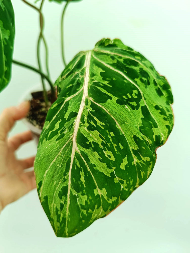 Philodendron gloriosum variegata