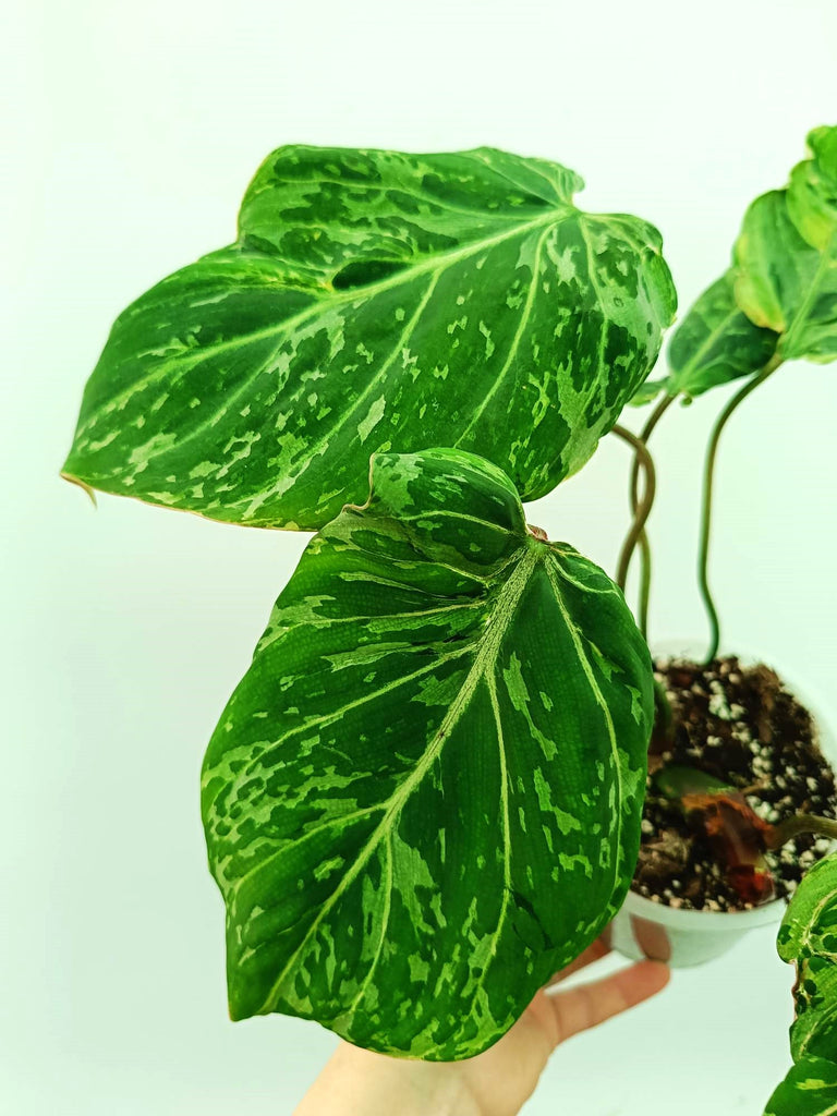 Philodendron gloriosum variegata