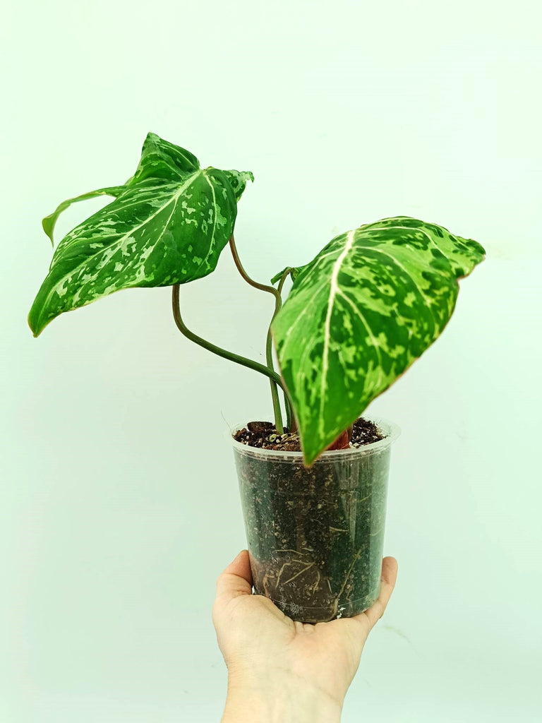 Philodendron gloriosum variegata