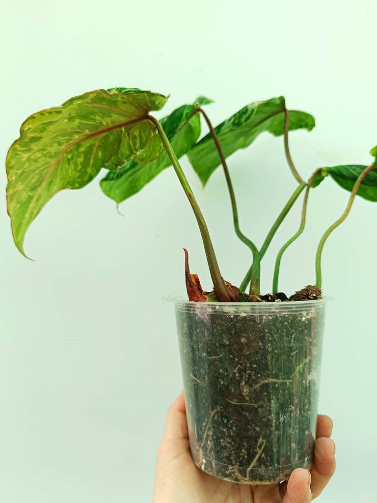 Philodendron gloriosum variegata