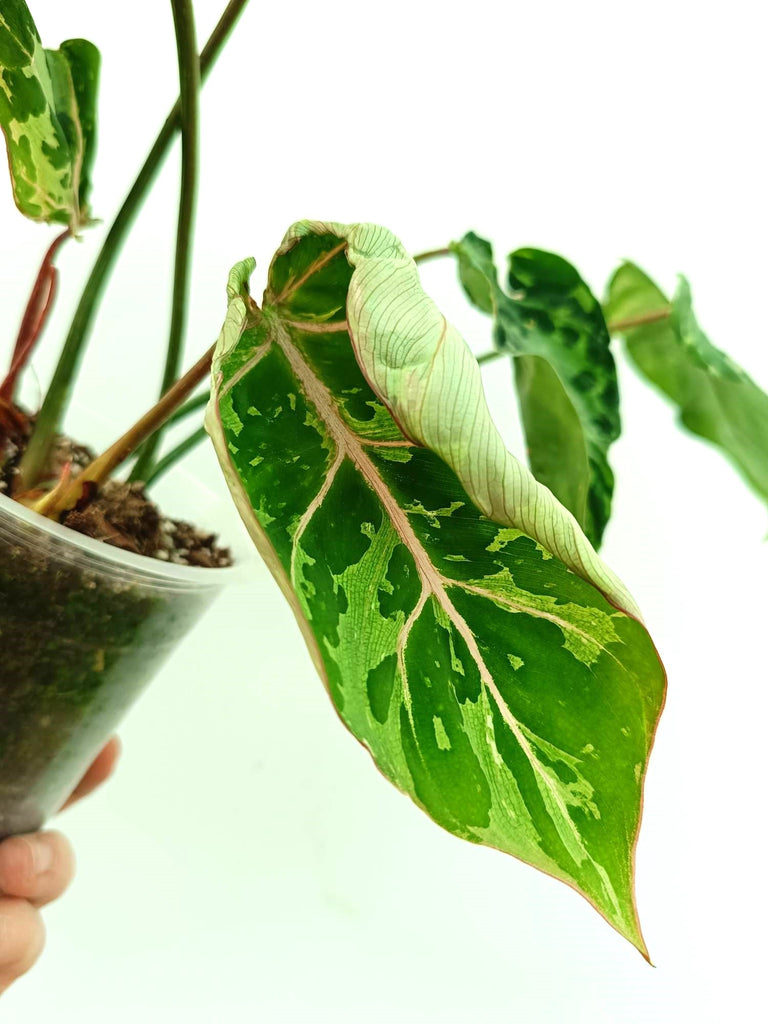 Philodendron gloriosum variegata