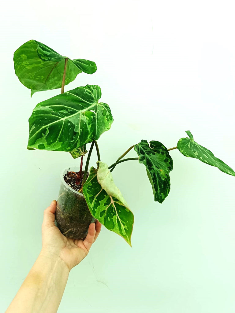 Philodendron gloriosum variegata