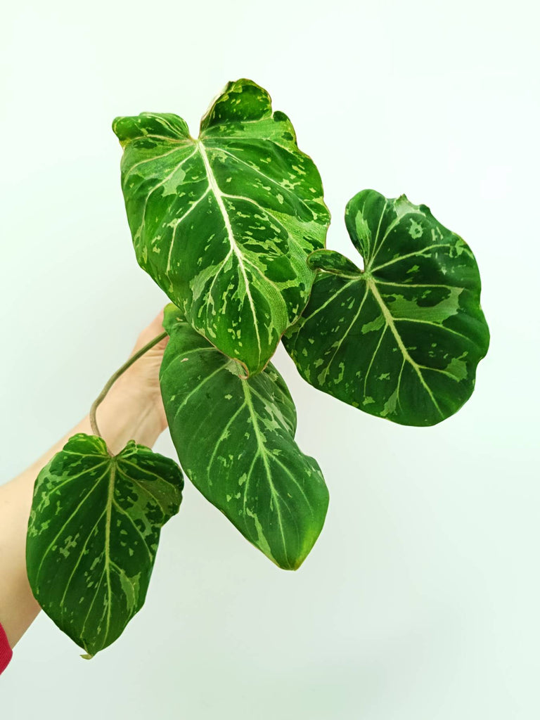 Philodendron gloriosum variegata