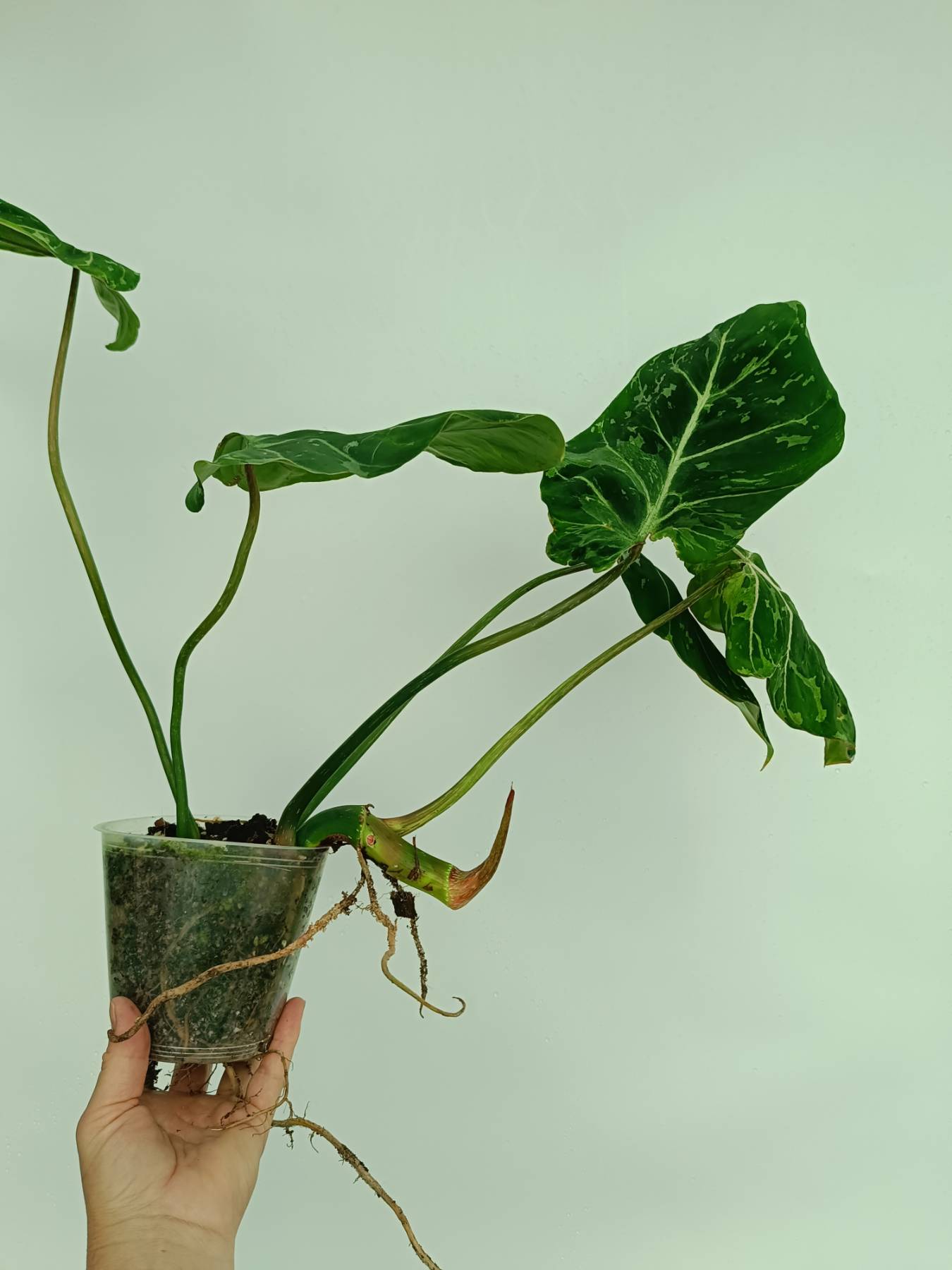 Philodendron gloriosum variegata | Welovetropicalplants