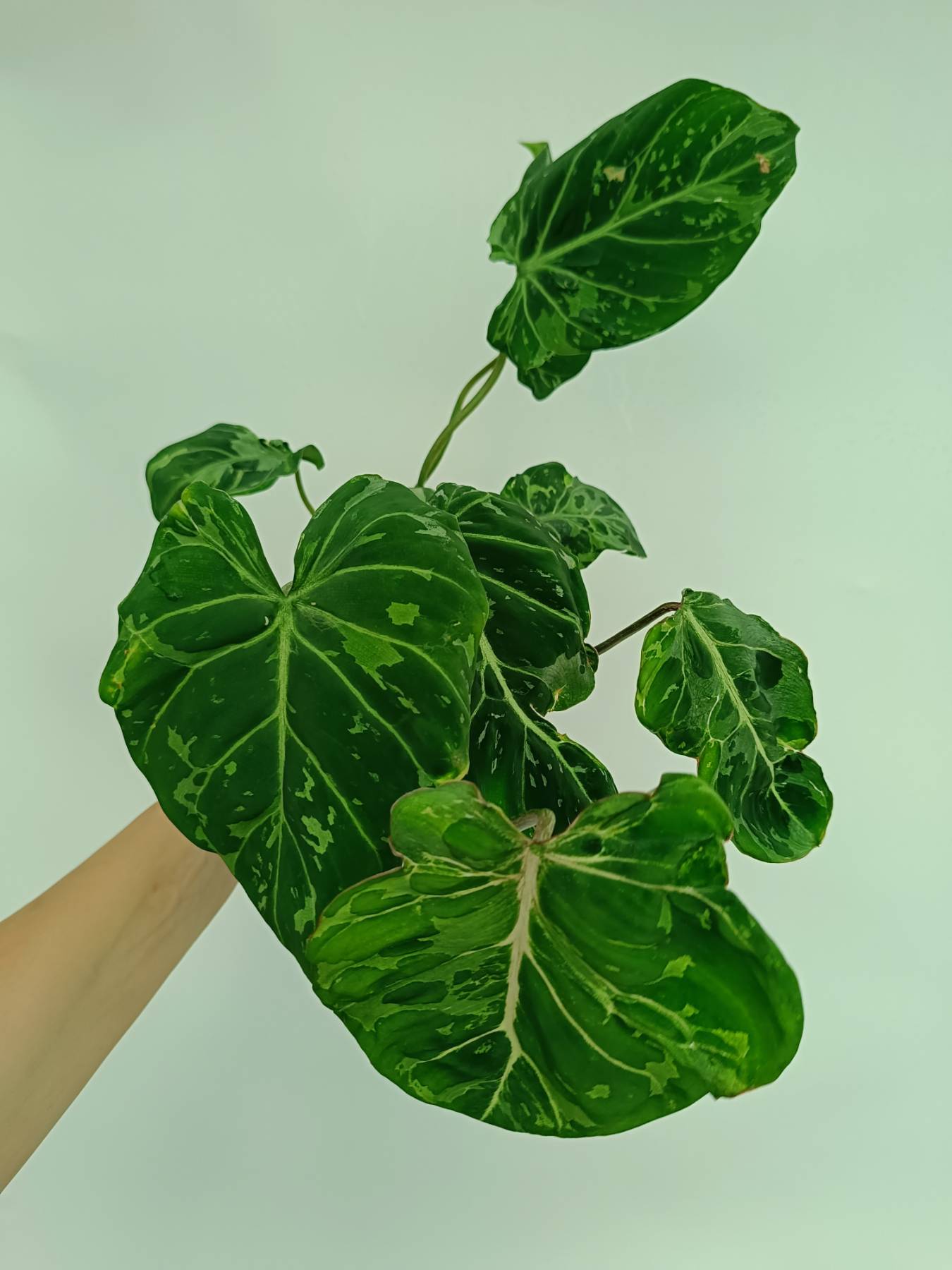 philodendron verrucosum variegata Philodendron gloriosum variegata