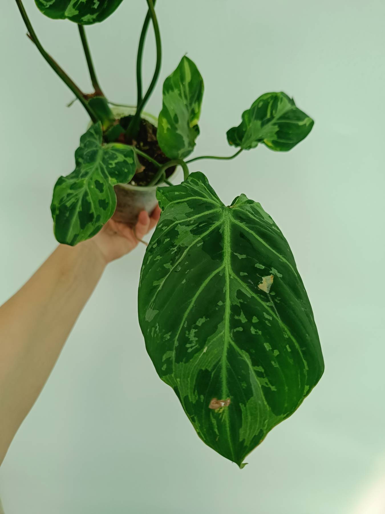 philodendron mosaic Philodendron gloriosum variegata
