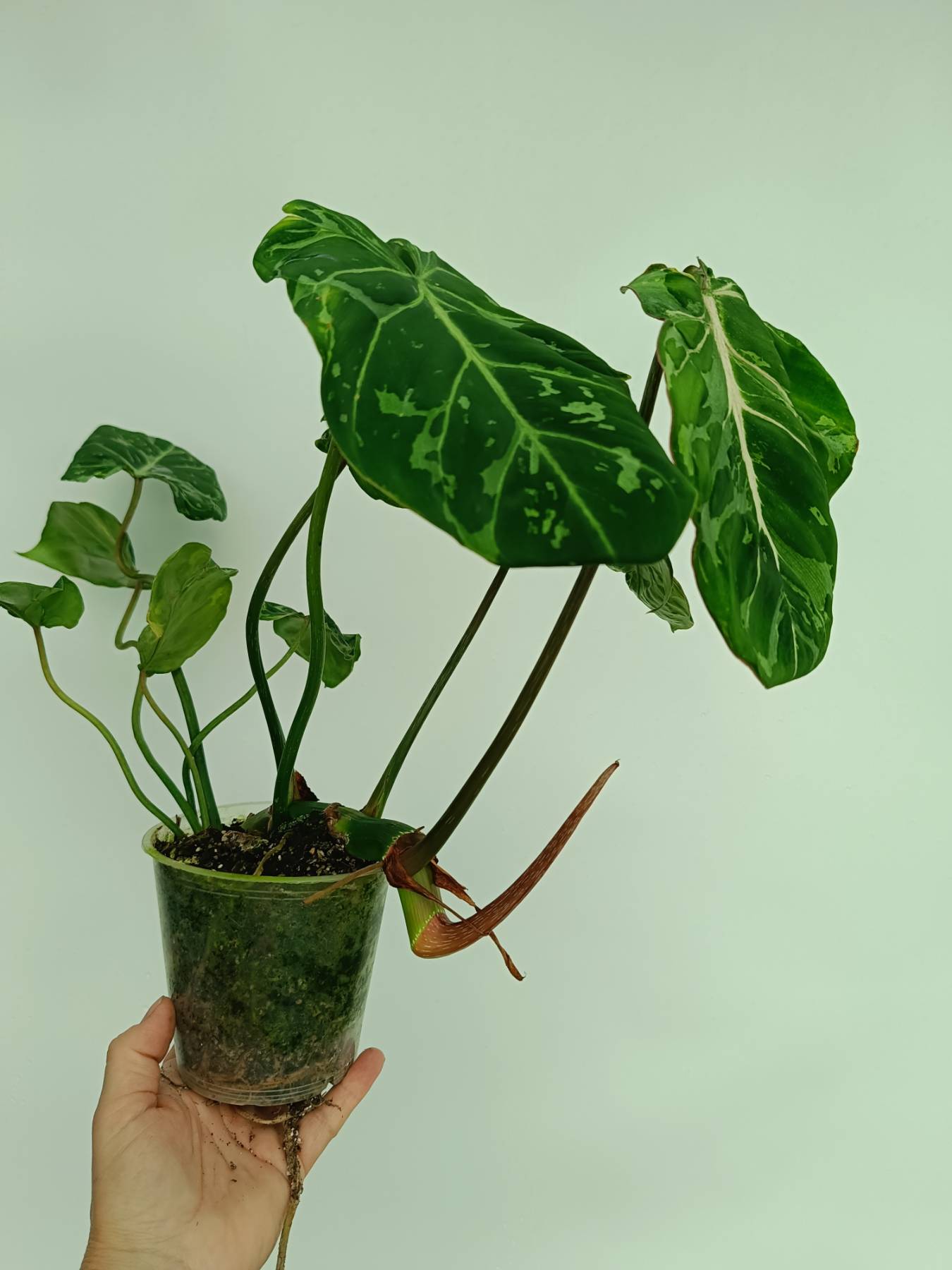 philodendron gloriosum baby Philodendron gloriosum variegata
