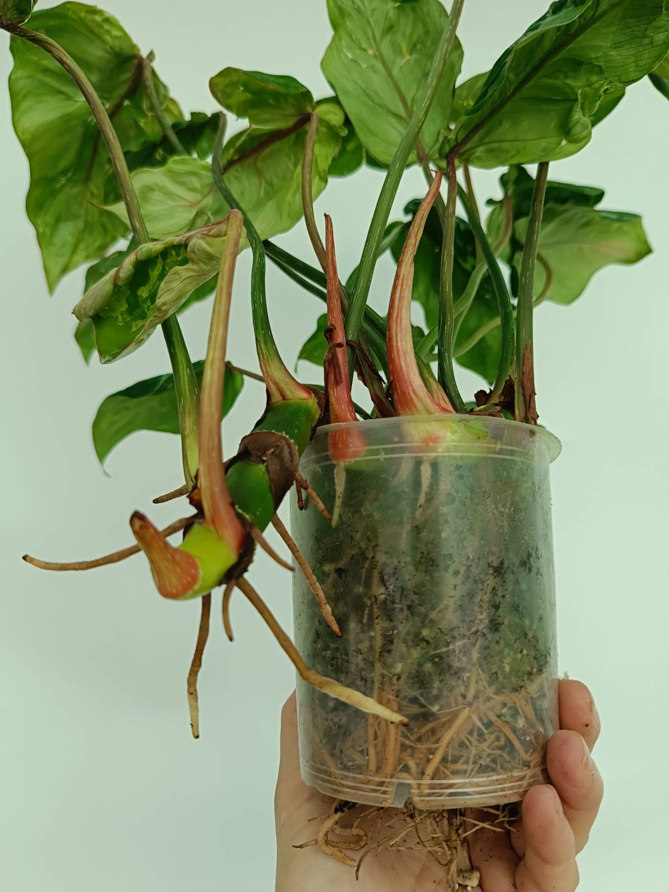 philodendron gloriosum rhizome Philodendron gloriosum variegata