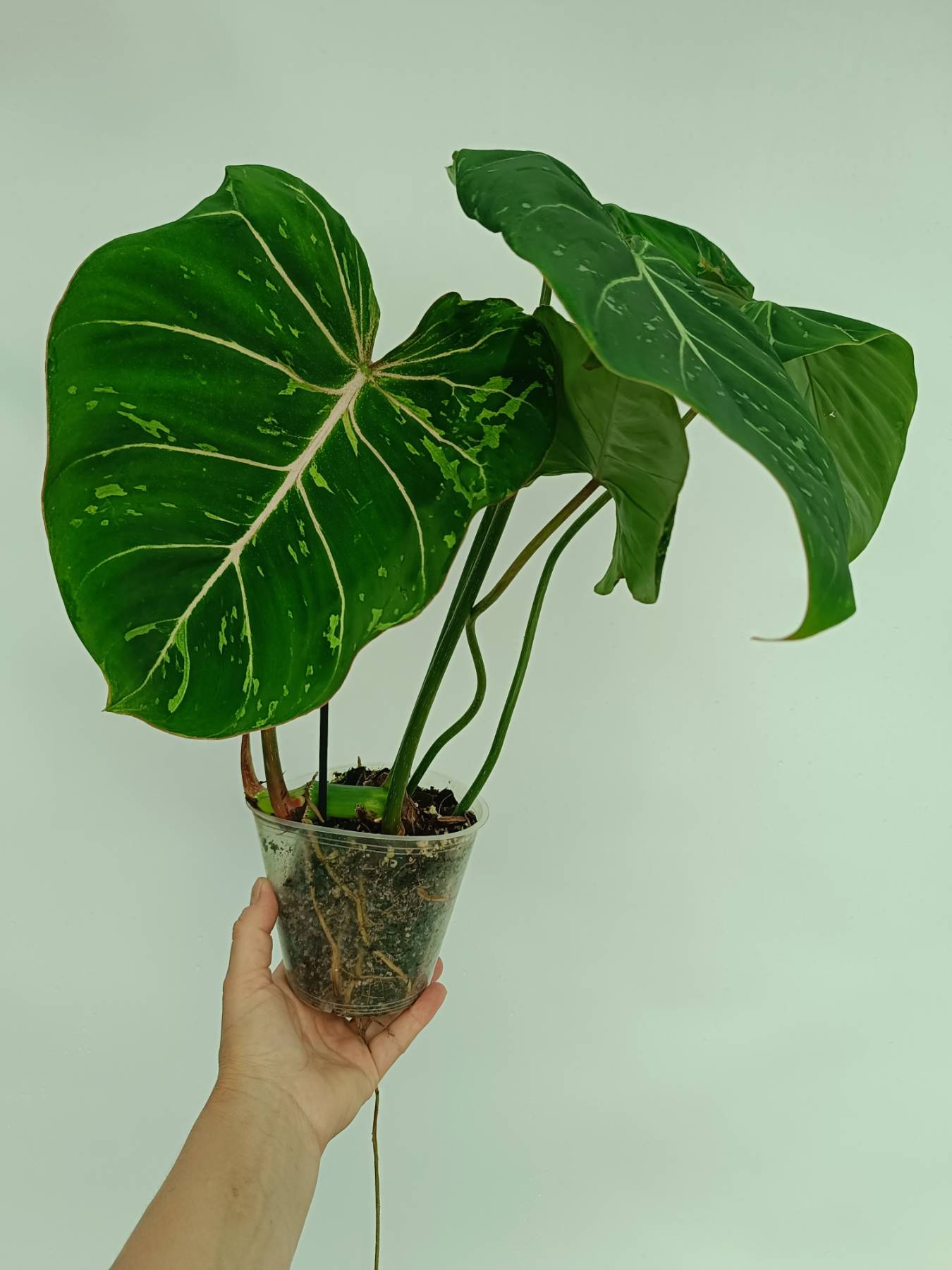 philodendron gloriosum velvet Philodendron gloriosum variegata
