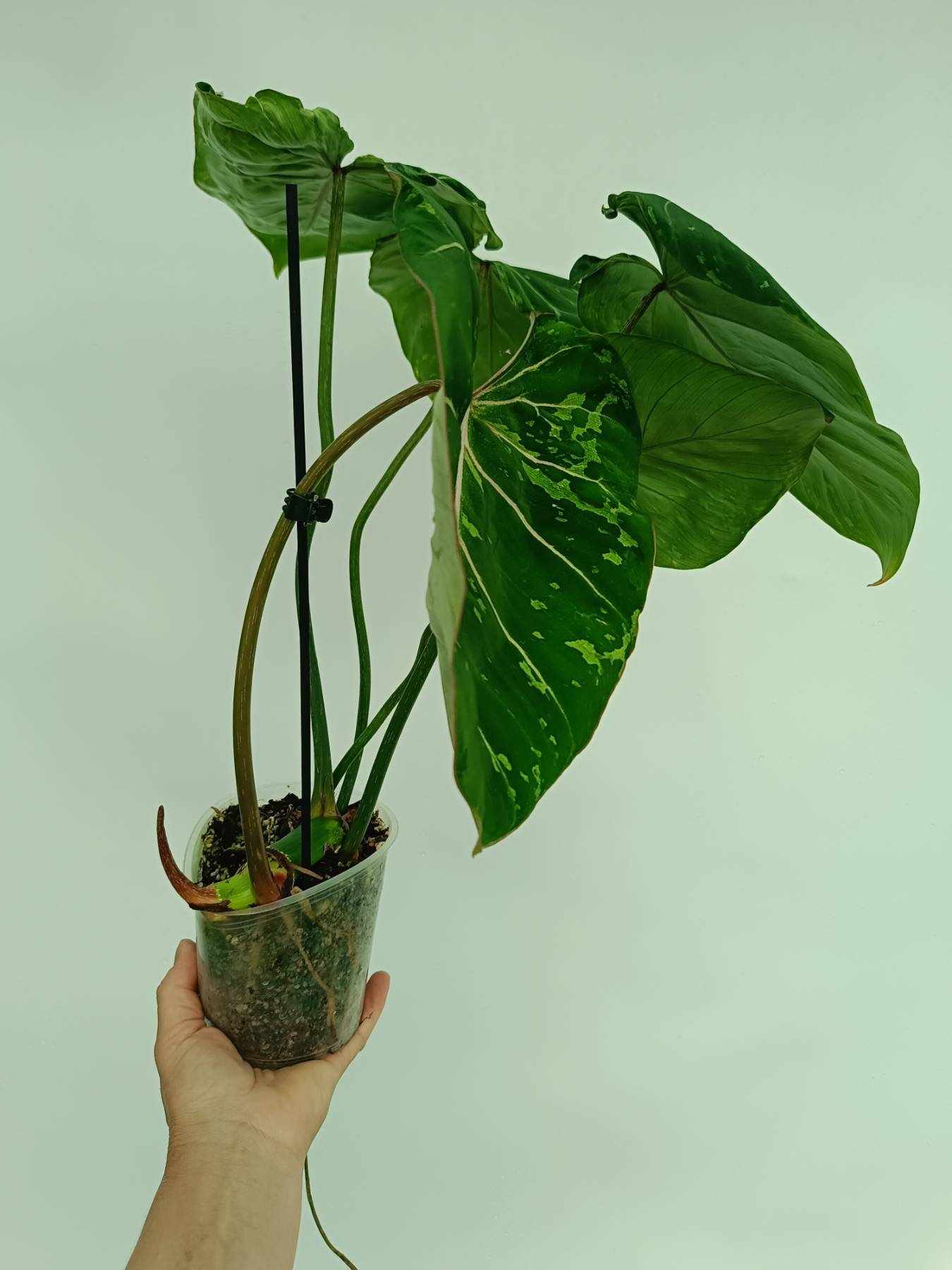 philodendron panda Philodendron gloriosum variegata