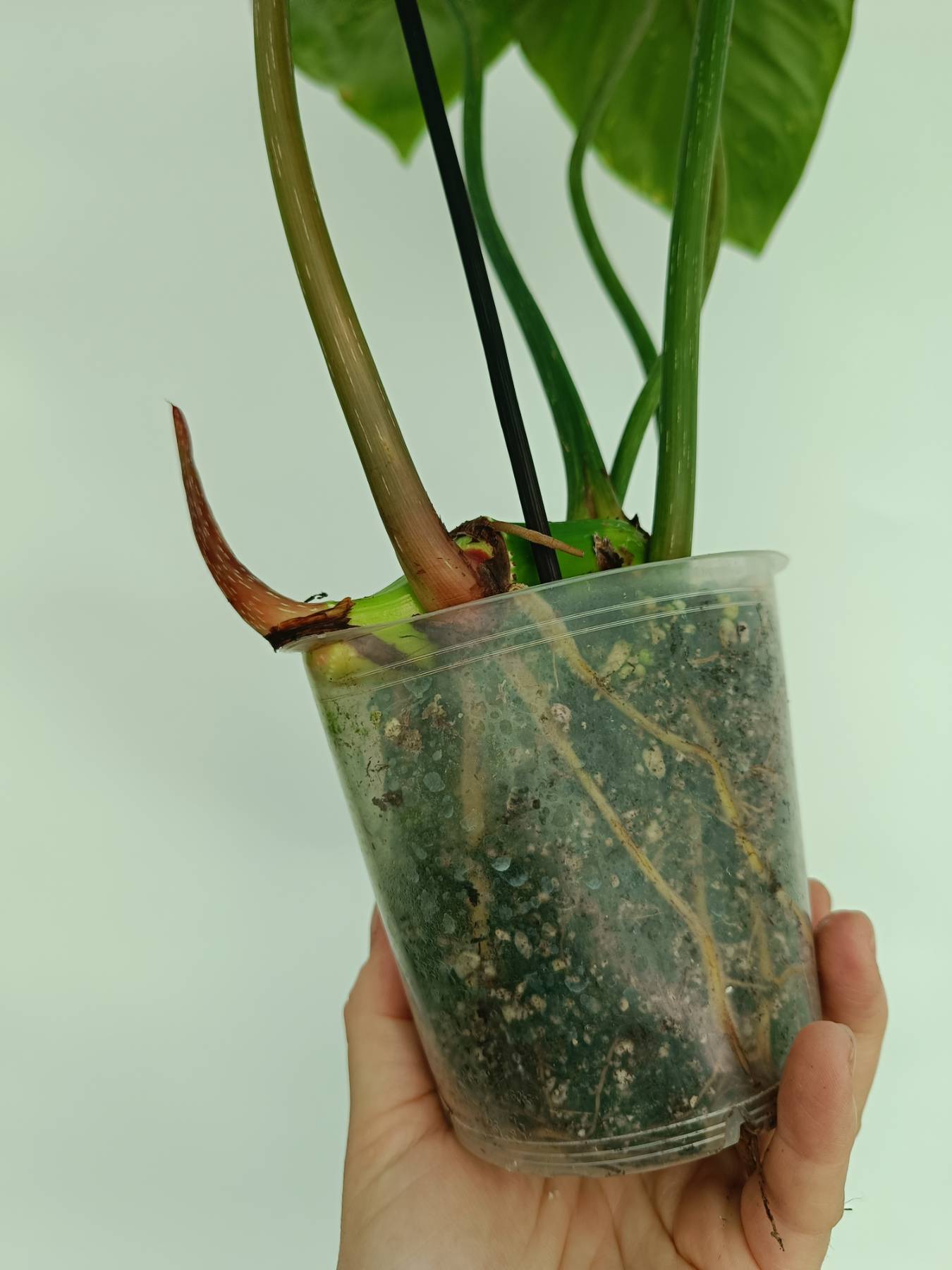 philodendron gloriosum propagation Philodendron gloriosum variegata
